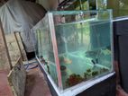 Fish Tank 8mm
