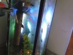 Fish Tank With All Items