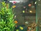 Fish Tank With Accessory
