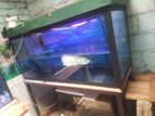 Fish Tank with Arawana