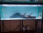 Fish Tank with Canister Filter