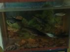 Fish Tank with
