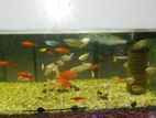 fish tank and filter moter