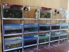 Fish Tanks with Rack