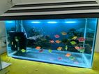 Fish Tank And Roof