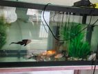 Fish Tank with Stand