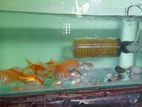 Fish Tank and with all equipments