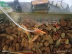 Fish Tank with Fishes