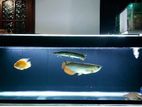 Fish Tank
