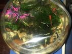 Fish Tank Bowl