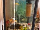 Fish Tank - Complete