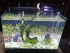 Fish Tank (Curve Glass)