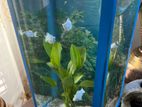 fish tank curved glass