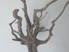 Fish Tank Driftwood