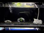 Fish Tank (for Channa Keepers)