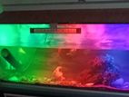 Fish Tank
