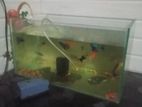 Fish Tank