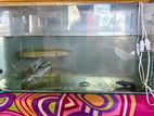 Fish Tank