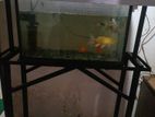 Fish Tank Full Set
