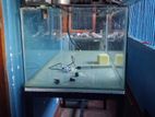 Fish Tank with Accessories