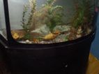 Fish Tank