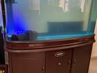 Fish Tank with Arowana