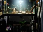 Fish Tank with Accessories