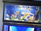 Fish Tank with All Accessories