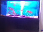 Fish Tank