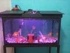 Fish Tank