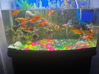 Fish Tank