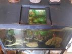 Fish Tank with Fishes