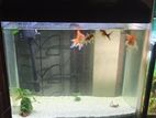 Fish Tank