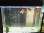 Fish Tank