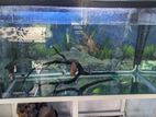 Fish Tank