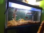 Fish Tank