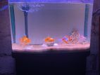 Fish Tank
