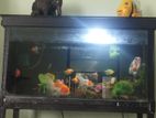 Fish Tank