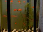 Fish Tank with Fishes