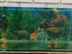 Fish Tank