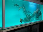 Fish Tank