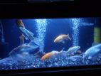 Fish Tank