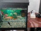 Fish Tank with Carp Fishes