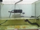 Fish Tank