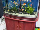 Fish Tank