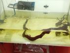 Fish Tank with Fishes