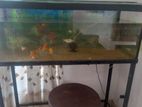 Fish Tank