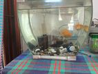 Fish Tank
