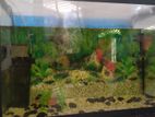 Fish Tank