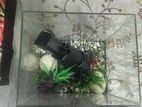 Fish Tank with Filter